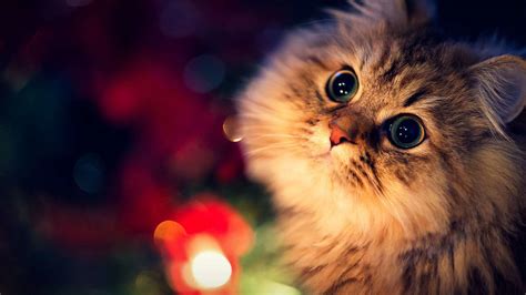 cute fotos|cute wallpapers for desktop.